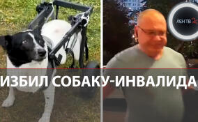 Пьяный мужчина избил собаку-инвалида в Подольске