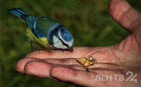 Температура в Петербурге во вторник чуть не побила дневной рекорд