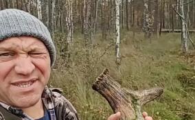 В лесах Ленобласти началась «охота» за лосиными рогами