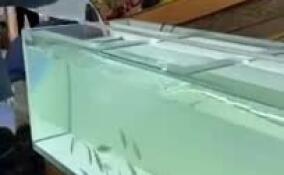 Ленобласть первой в РФ станет выращивать сибасов