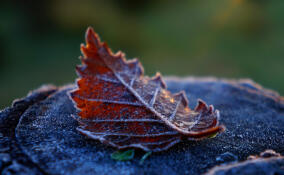 46-летний мужчина провел две ночи в лесу под Бокситогорском