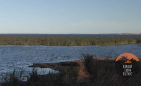 На Финском заливе у Кронштадтской дамбы отдыхают редкие утки