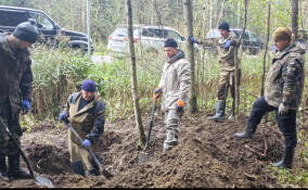 Останки восьми красноармейцев обнаружили под Вырицей