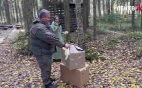 Во Всеволожском районе в дикую природу вернули четырех сов и лису