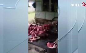 На Филиппинах произошло землетрясение магнитудой 7,4