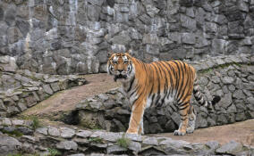 Санитарный день в Ленинградском зоопарке: 13 октября вход для посетителей закрыт