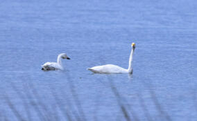 Лебеди-кликуны сделали остановку на Финском заливе по пути на юг