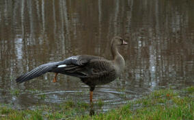 Белолобый гусь остановился на отдых в Петербурге