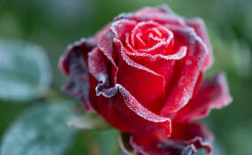 Александр Дрозденко показал волшебную красоту утренней природы в Ленобласти