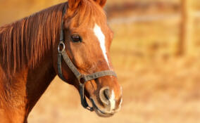 Лошадь напала на пенсионерку в СНТ в Ломоносовском районе