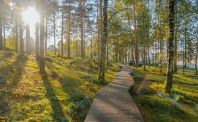 В поселке Петровское появилась экотропа