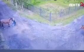 Полицейские задержали хозяина лошади в Ломоносовском районе