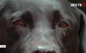 В Ленобласти 36 незрячих с начала года получили компенсацию на содержание собак-поводырей