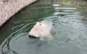 В Ленинградском зоопарке медведицу Хаарчаану порадовали необычным подарком