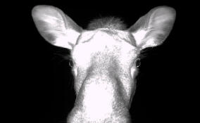 Во Всеволожском районе любопытная лосиха попала в объектив видеоловушки