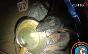 Операция по вызволению пожилой собаки прошла во Всеволожском районе