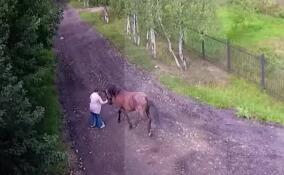 Животные на самовыгуле: кто в ответе за их действия?