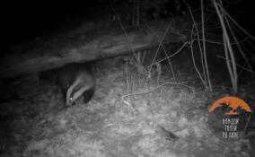 В Приозерском районе барсук умело руководил обустройством норы на зиму