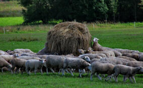 Лимиты на животных могут угрожать подсобным хозяйствам Ленобласти