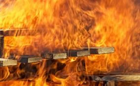 В садоводстве в Ломоносовском районе полыхали 224 «квадрата»