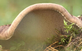 В лесах Ленобласти начался сезон «лосей»