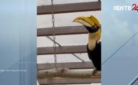 Ленинградский зоопарк поделился видео из жизни птицы-носорога Шанти