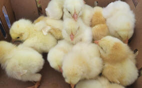 С начала года в Ленобласть привезли 768 тысяч цыплят из Германии