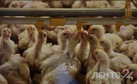 Большой птицеводческий комплекс появится в деревне Выра