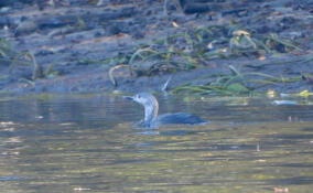 Миграционная аномалия: Краснозобая гагара изменила маршрут через Ладожское озеро