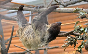 В Ленинградском зоопарке отметят День ленивца
