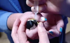 Пернатый пациент: фельдшеры Волосовской подстанции сокрой помощи спасли синичку