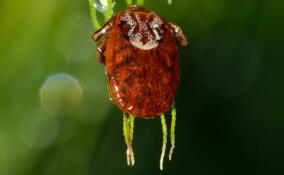 В Ленобласти наблюдается рост числа пострадавших от укусов клещей