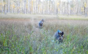 «Свинское благополучие»: кабаны в Ленинградской области наслаждаются благоприятной погодой