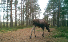 Лоси-грибники: биолог раскрыл секрет осеннего рациона сохатых