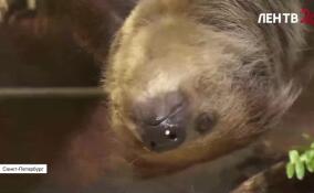 Международный день ленивца отмечается 20 октября