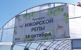 Фестиваль Ижорской репы в Гатчинском округе: как собирали и что готовили из корнеплода?