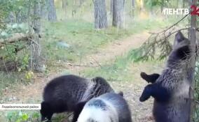 Видеоловушка Нижне-Свирского заповедника запечатлела целое семейство косолапых