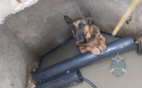 Спасатели достали из люка собаку в поселке Ям-Ижора