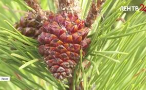 В Ленобласти разработают дополнительные меры контроля за состоянием лесов