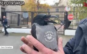 В Петербурге прохожие спасли ворону