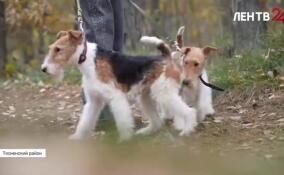 150 лет назад был утвержден стандарт породы фокстерьер