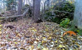 Грозу белок и мышей заметили в Приозерском районе