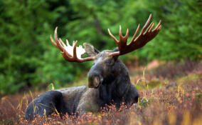 Двоих браконьеров приговорили к условному сроку за убийство лося под Лодейным Полем