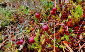 В лесах Ленобласти начался сезон сбора клюквы