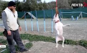 В Госдуме предложили запретить посещение магазинов и больниц с собаками