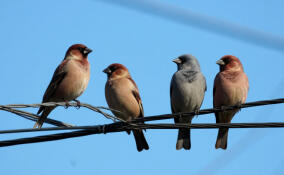 Энергетики установили почти 700 птицезащитных устройств в Ленобласти и Петербурге
