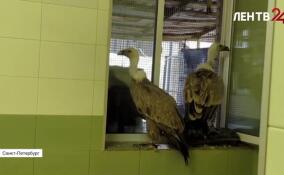 Две особи одной из редчайших птиц Европы прибыли в Ленинградский зоопарк