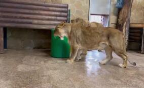 В Ленинградском зоопарке львица Таисия отпраздновала 14-летие