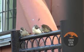 Почти белый воробей объявился в центре Петербурга