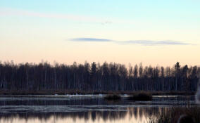 Через Ленинградскую область продолжается пролет лебедей